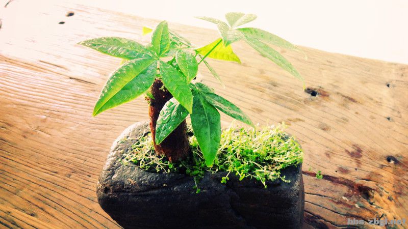 1547862340854388.jpg 210642sm522z22235x22az.jpg