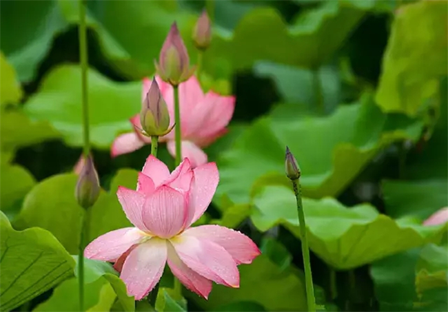 1547862374363961.jpg 25165740ofdf_p.jpg